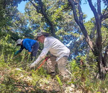 Pulling broom in Hillside Natural Area woods